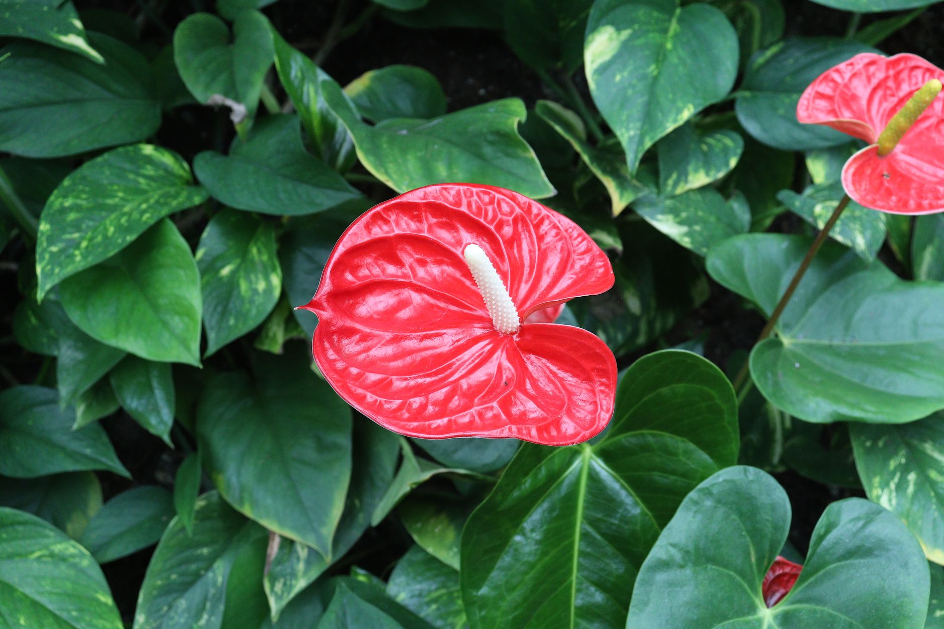 Anturio Anthurium andraeanum flor roja exótica