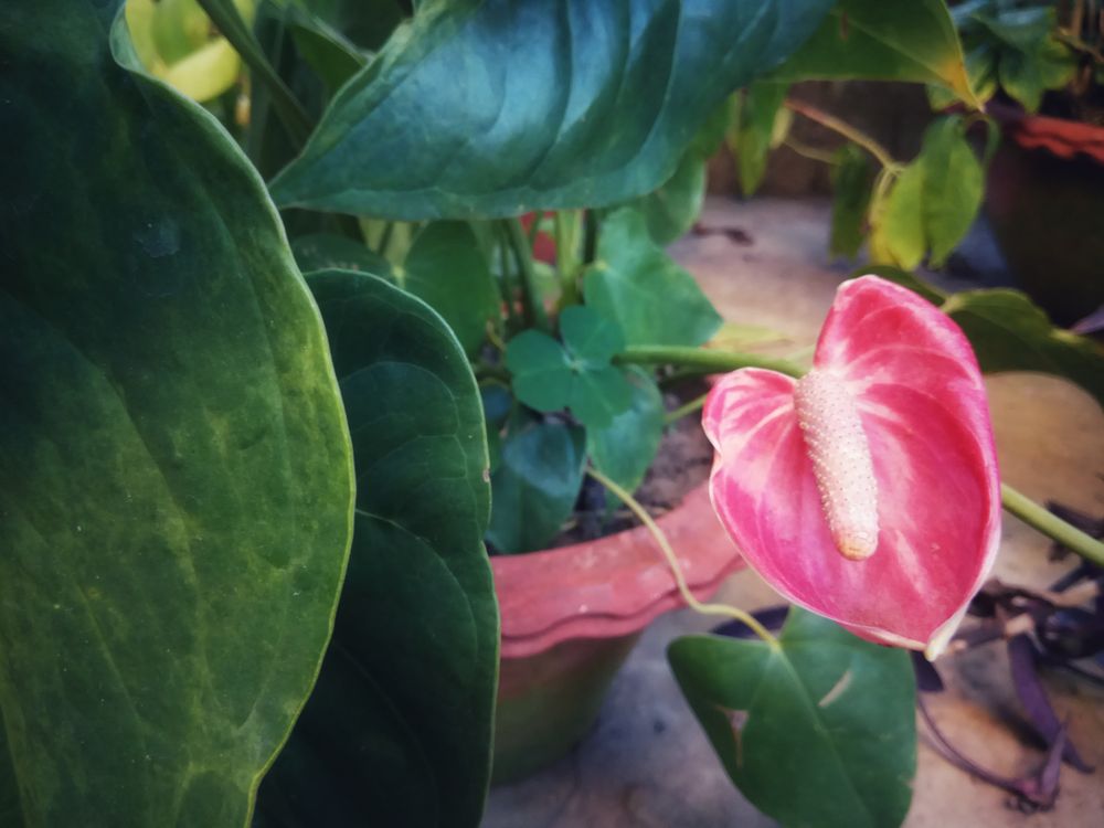 Anturio (Anthurium andraeanum) con espata roja y espádice amarillo