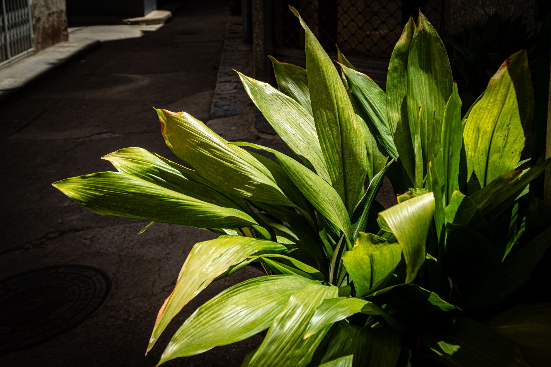Aspidistra elatior planta indestructible sombra