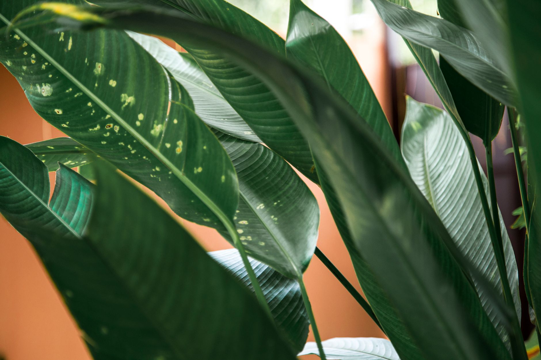 Aspidistra en rinc&oacute;n oscuro de habitaci&oacute;n