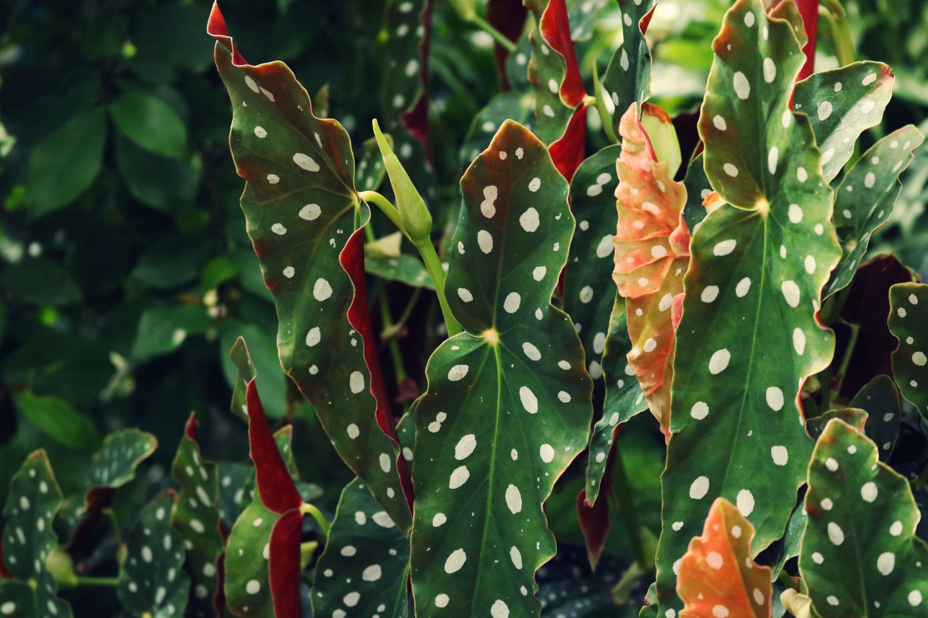 Begonia maculata hojas con lunares plateados y reverso rojo