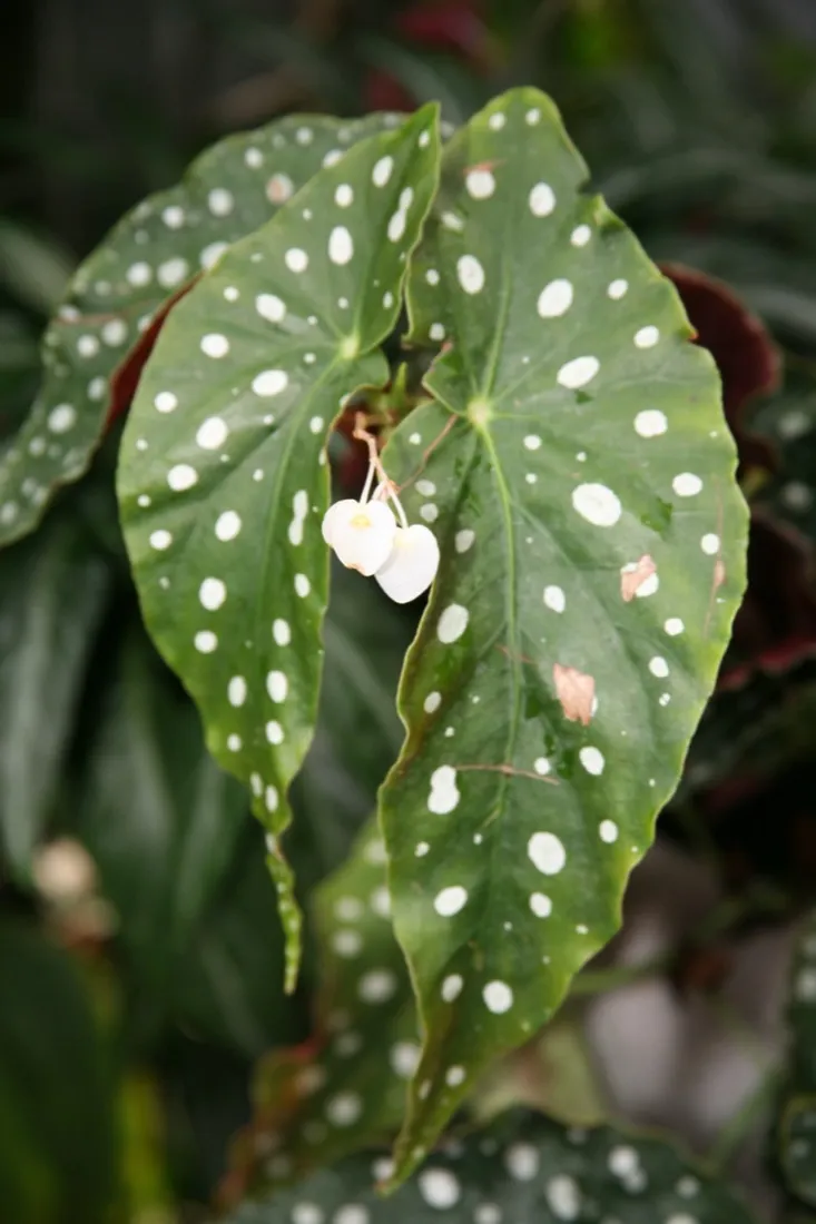 Hoja de Begonia maculata con lunares plateados sobre fondo verde oscuro