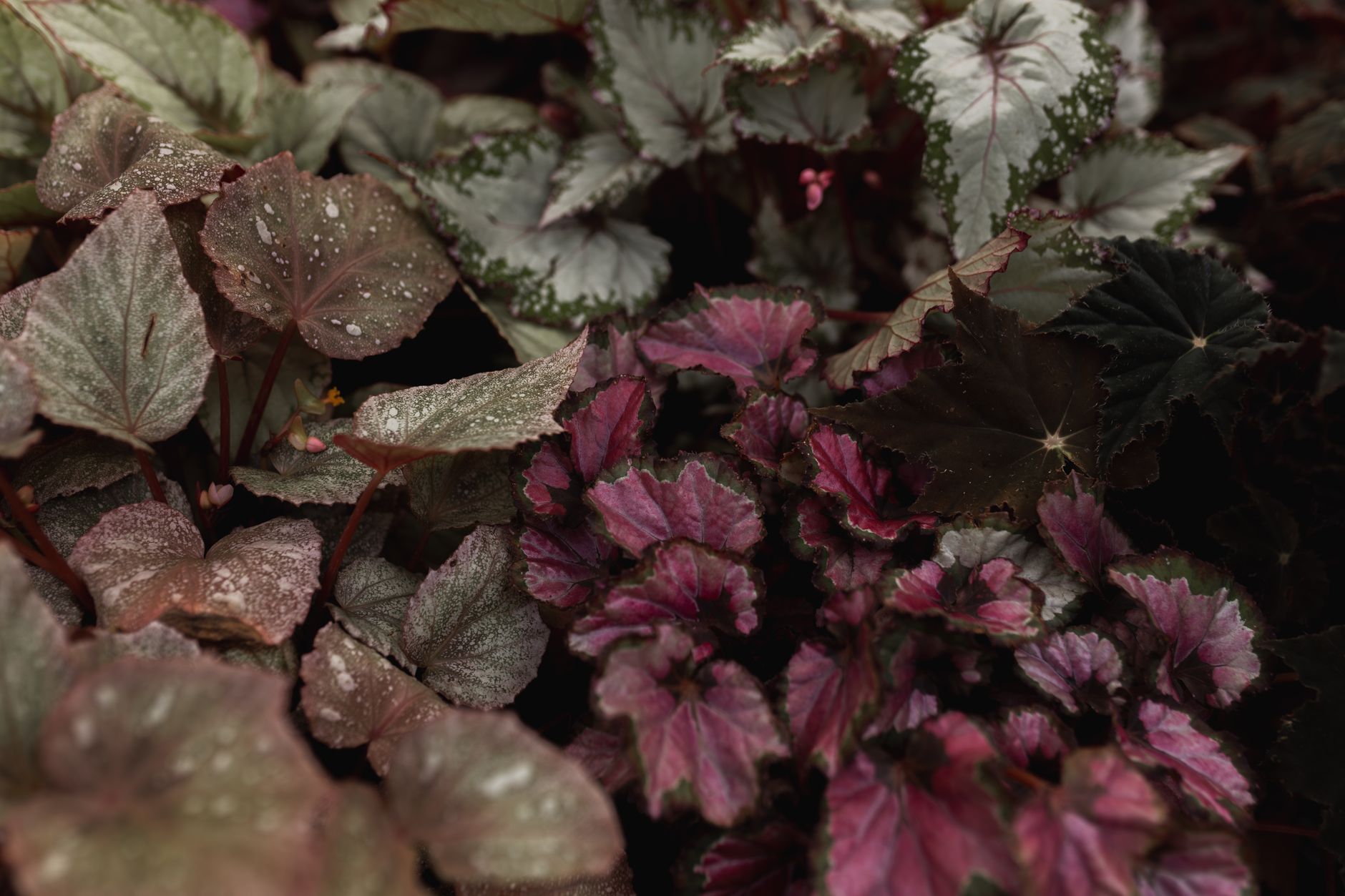 Hojas de Begonia rex con tonos morados y plateados en detalle
