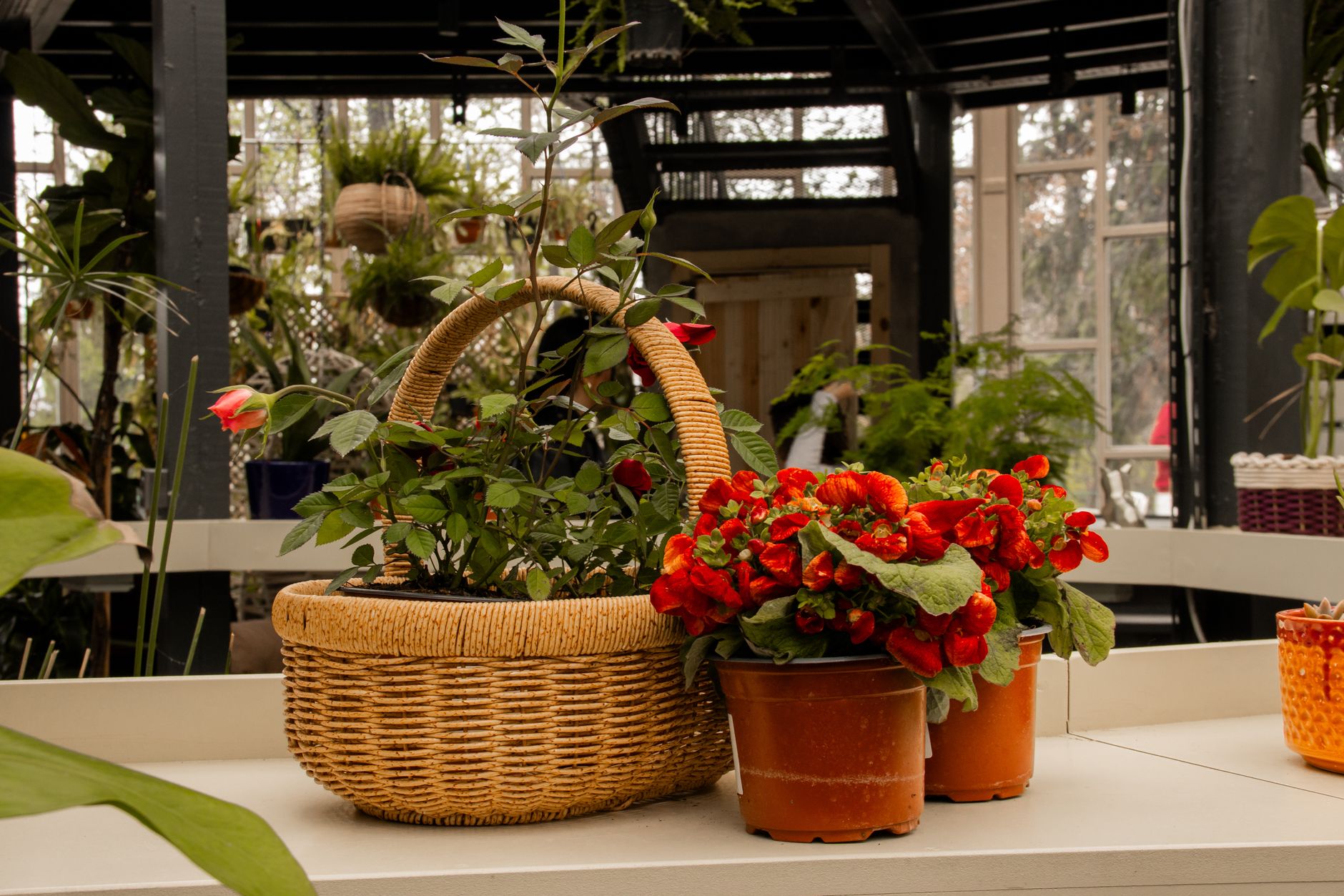 Begonia en maceta de barro en ambiente de interior luminoso