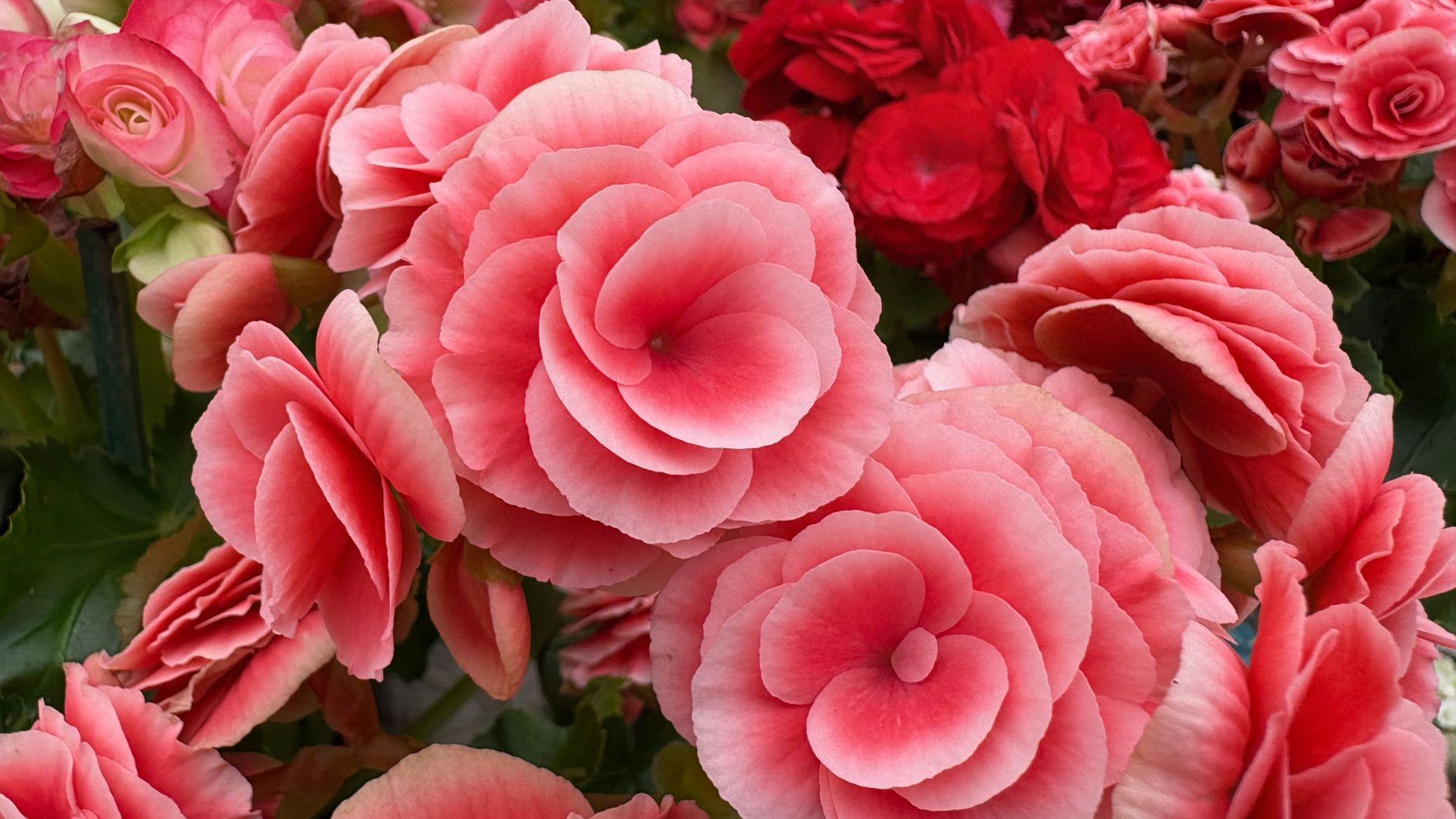 Begonia