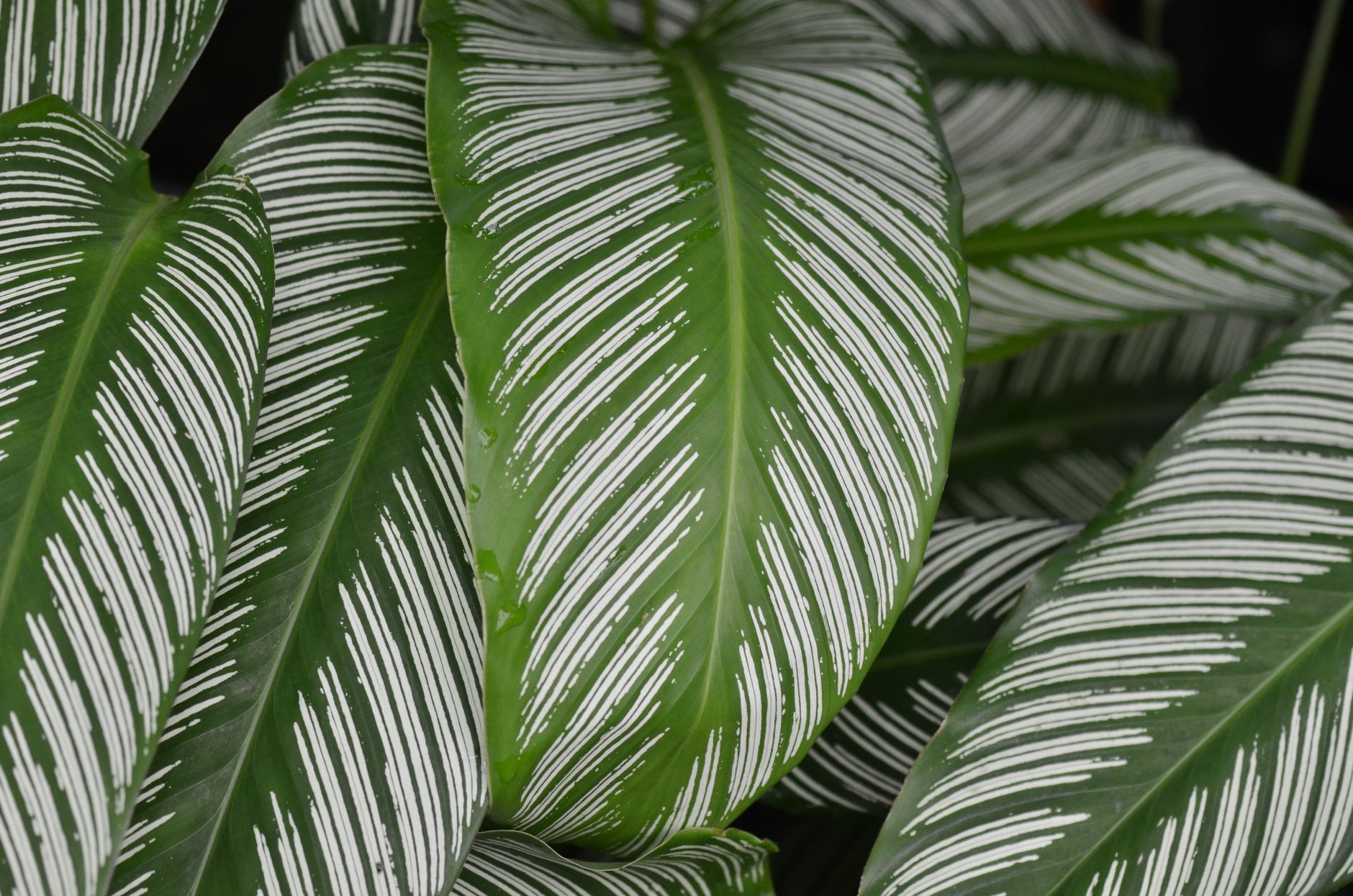 Calathea orbifolia hojas redondeadas verde plateado