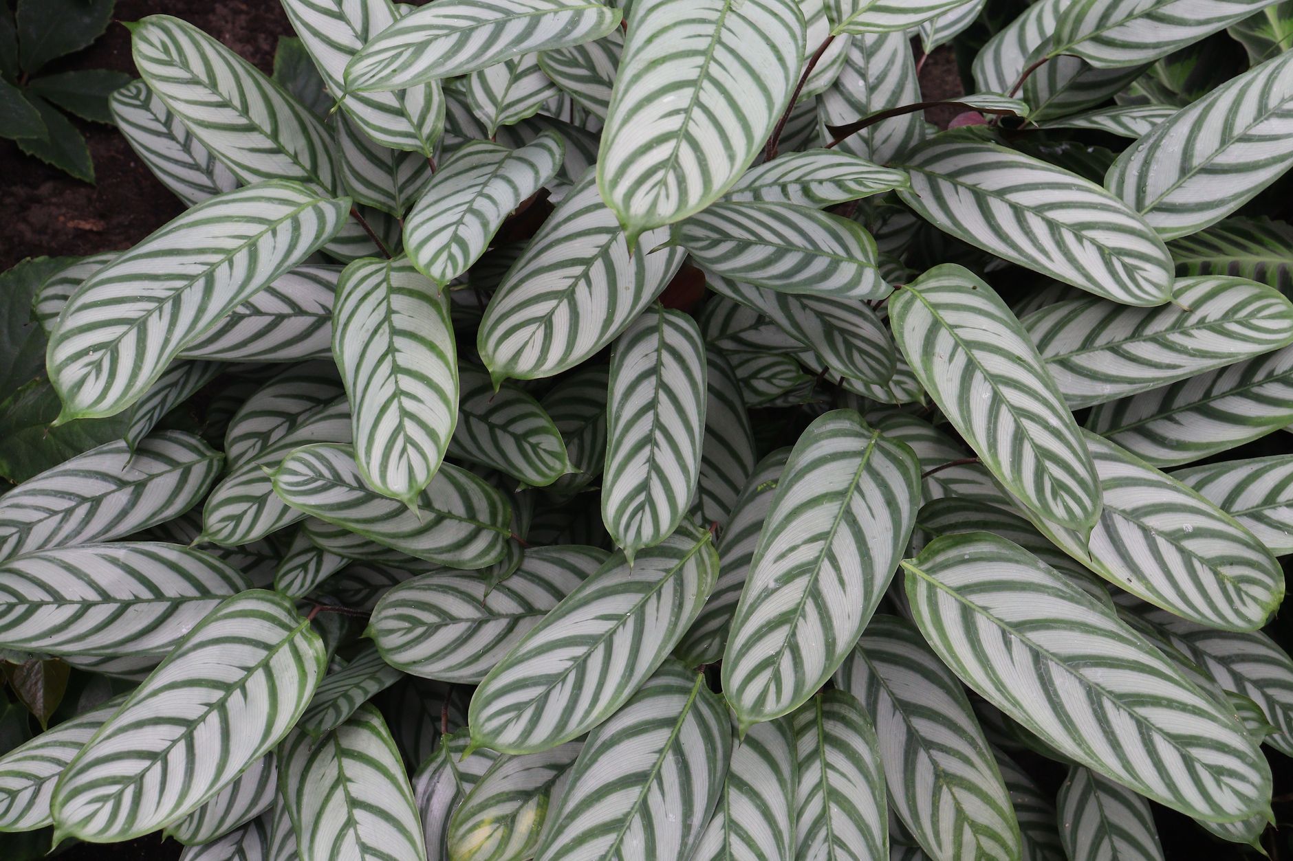 Calathea zebrina hojas rayadas verde oscuro y verde lima