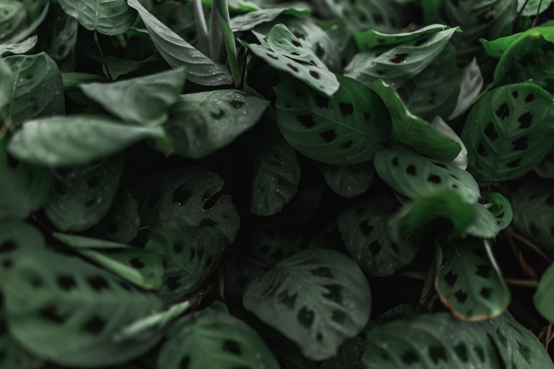 Calathea makoyana planta de interior maceta blanca