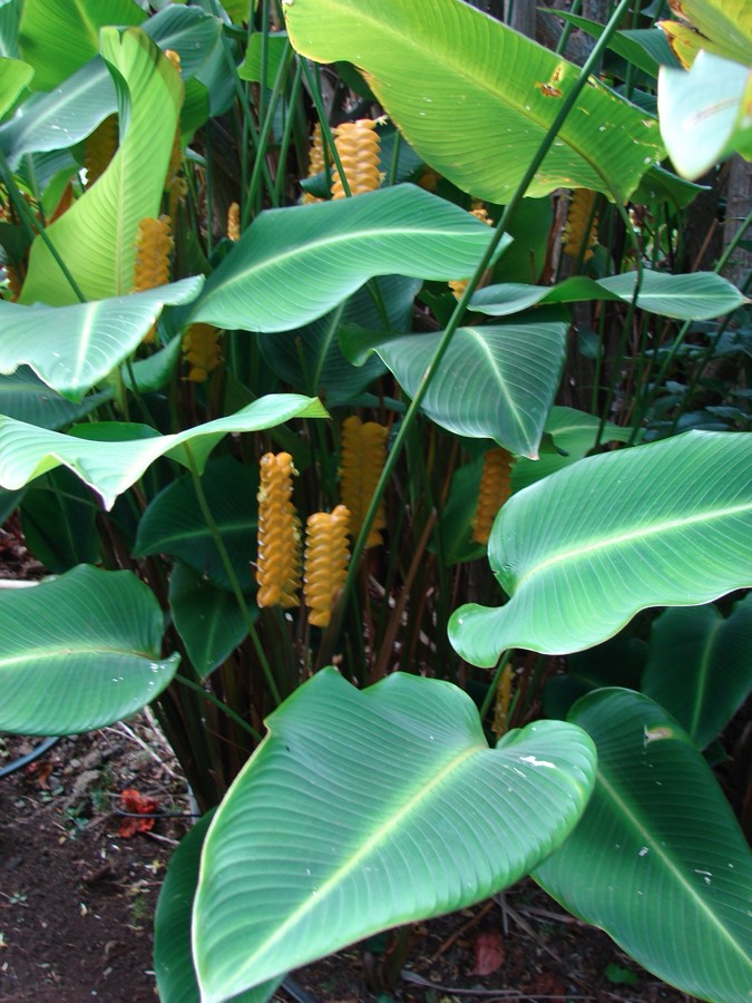 Calathea