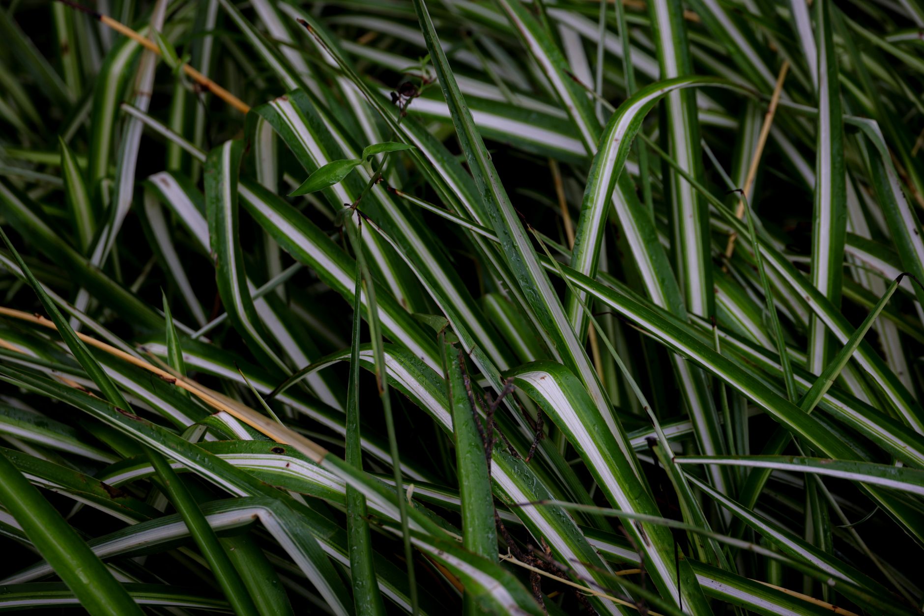 Planta cinta (Chlorophytum comosum) con hojas variegadas colgantes