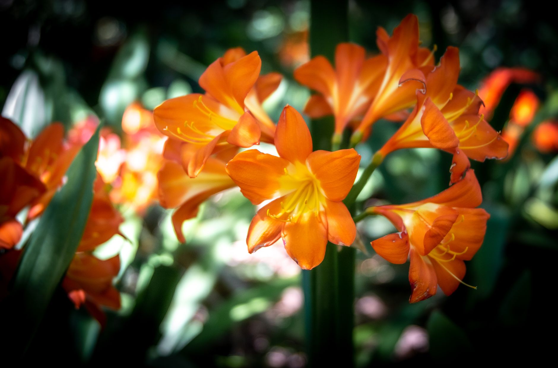 Flores de Clivia naranja en primer plano