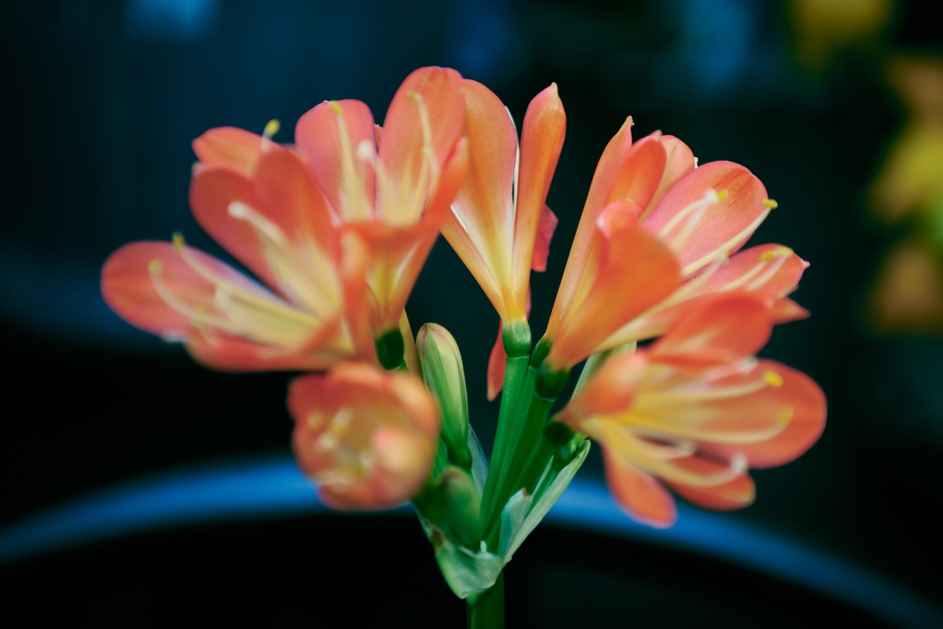 Clivia miniata con flores naranjas en umbela