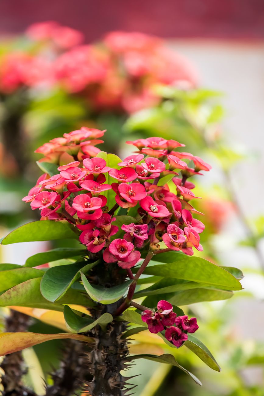 Euphorbia milii (Corona de Cristo) con flores rojas, planta de interior resistente