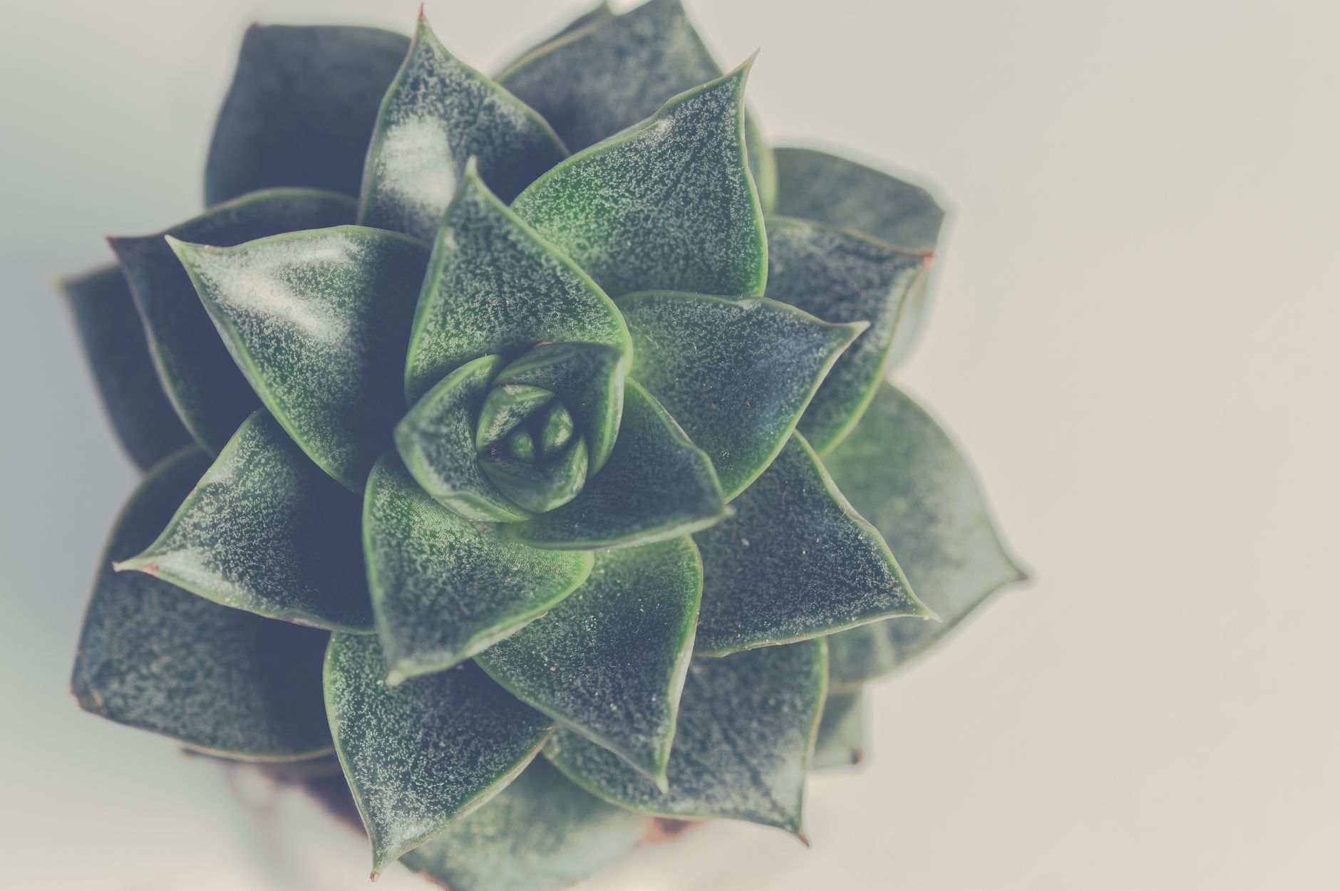 Echeveria suculenta de roseta