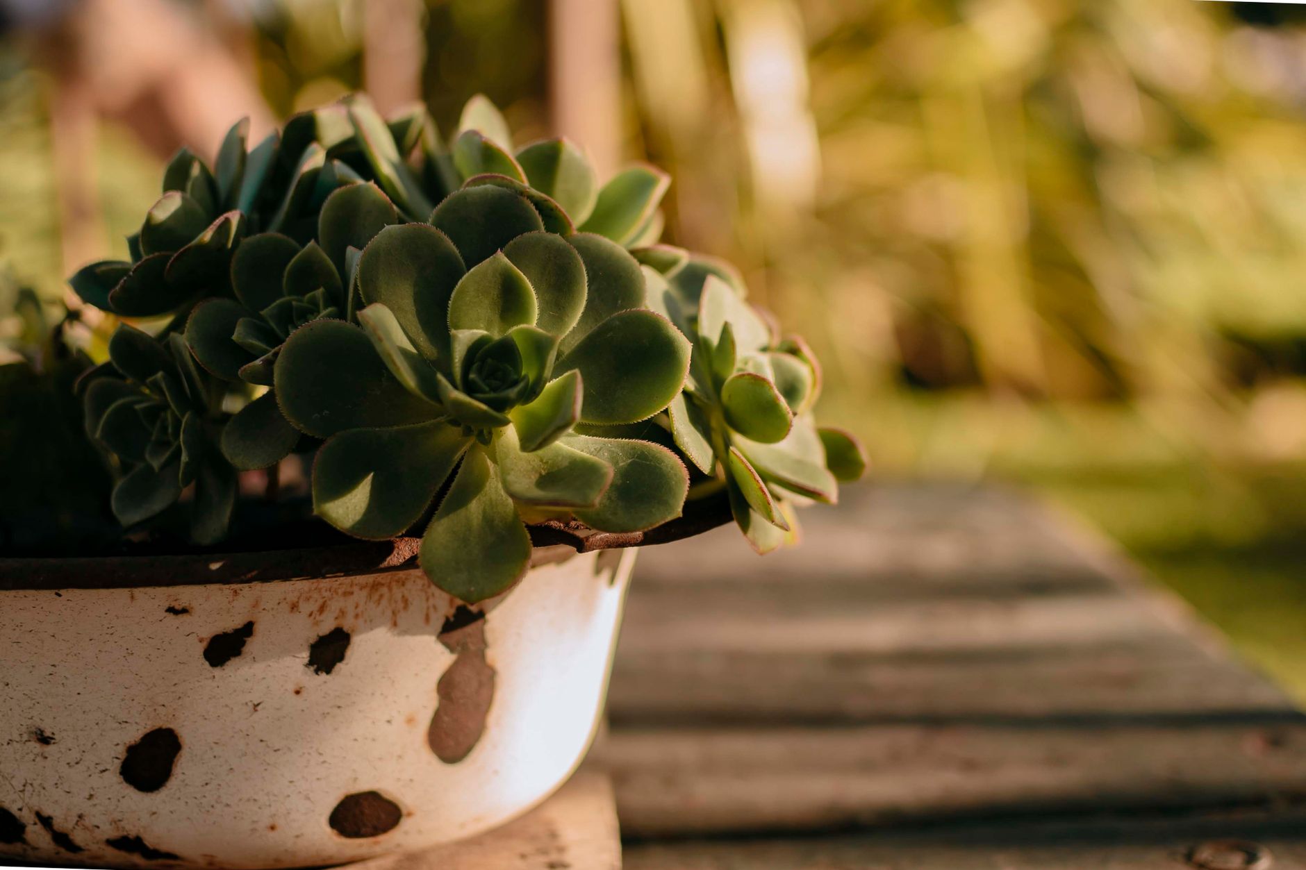 Echeveria en maceta de barro junto a ventana con luz natural