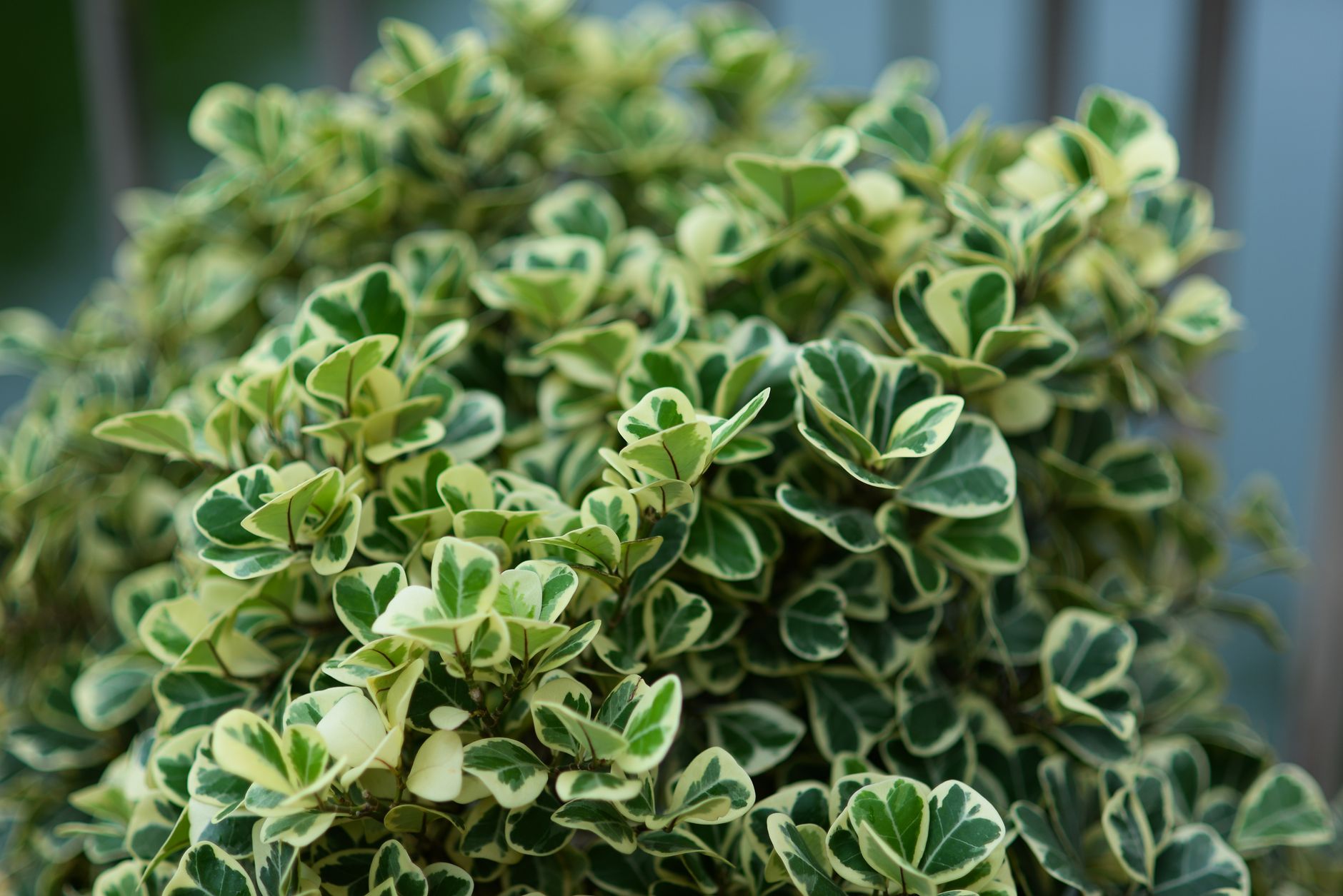 Primer plano de hojas variegadas de Ficus benjamina con bordes crema y centro verde