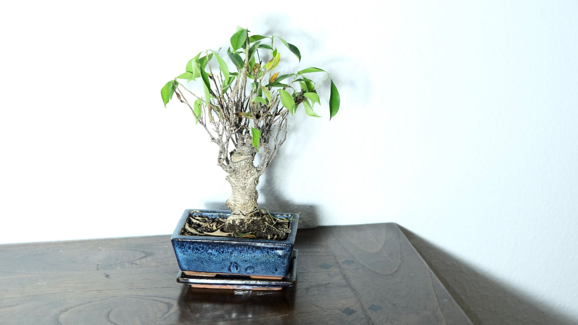 Ficus benjamina joven con forma de bonsái, tronco grueso y copa podada