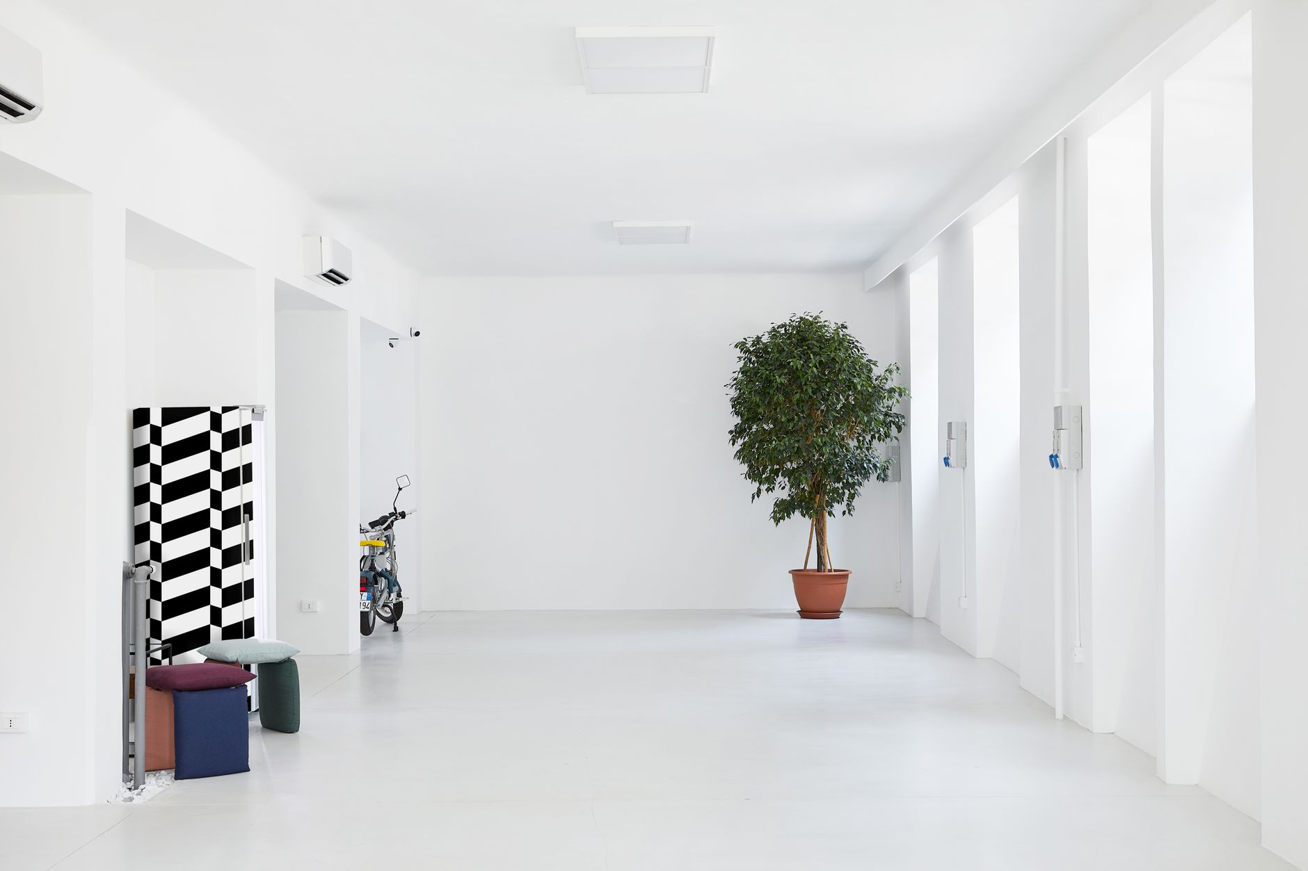 Ficus benjamina de porte arbóreo en maceta junto a una ventana luminosa de salón