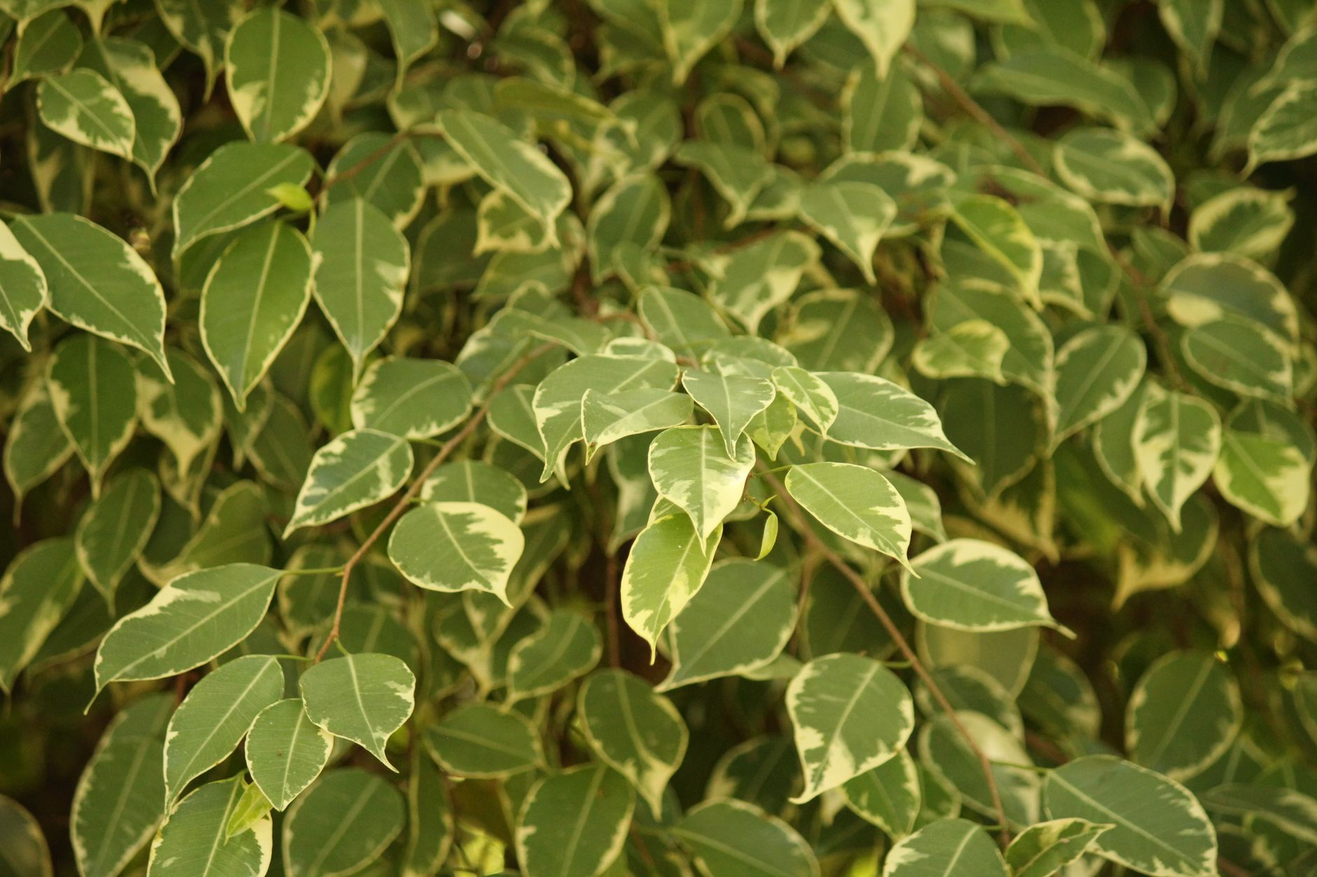 Ficus benjamina variegado, hojas verdes con bordes crema, planta de interior muy popular