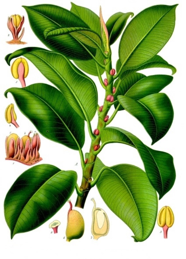 Ficus elástica
