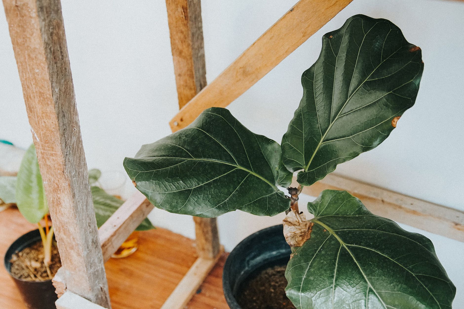 Ficus lyrata