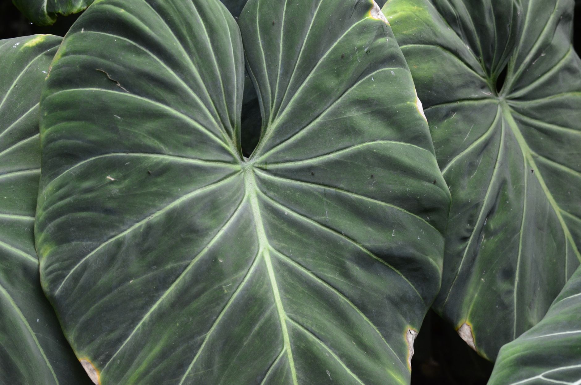 Filodendro Philodendron con hojas verdes brillantes en maceta de interior