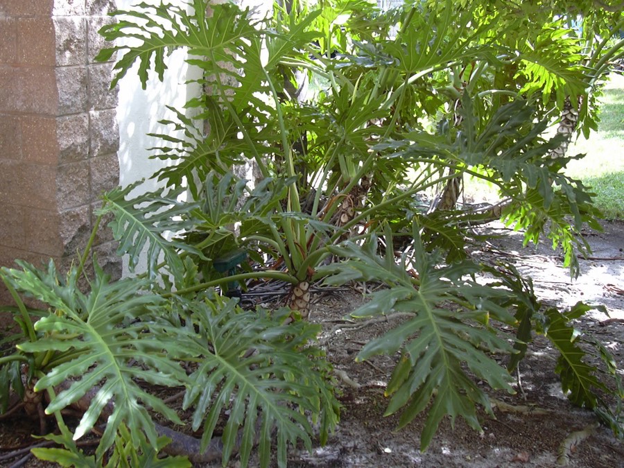 Filodendro