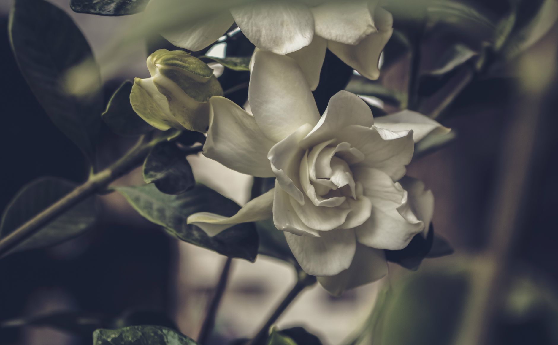 Flores de Gardenia blancas con hojas verdes brillantes