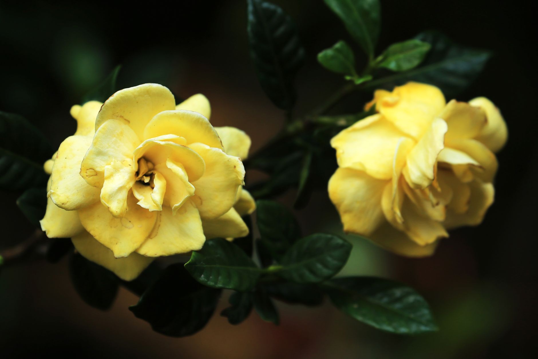Gardenia en flor planta de interior con flores abiertas