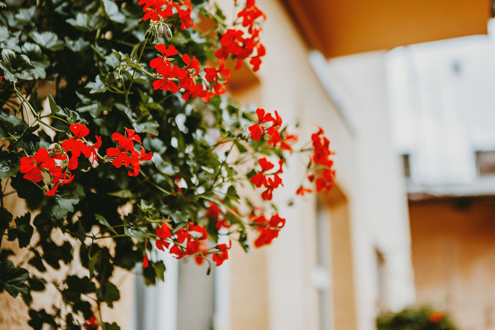 Geranio Pelargonium con flores rojas en maceta de balc&oacute;n
