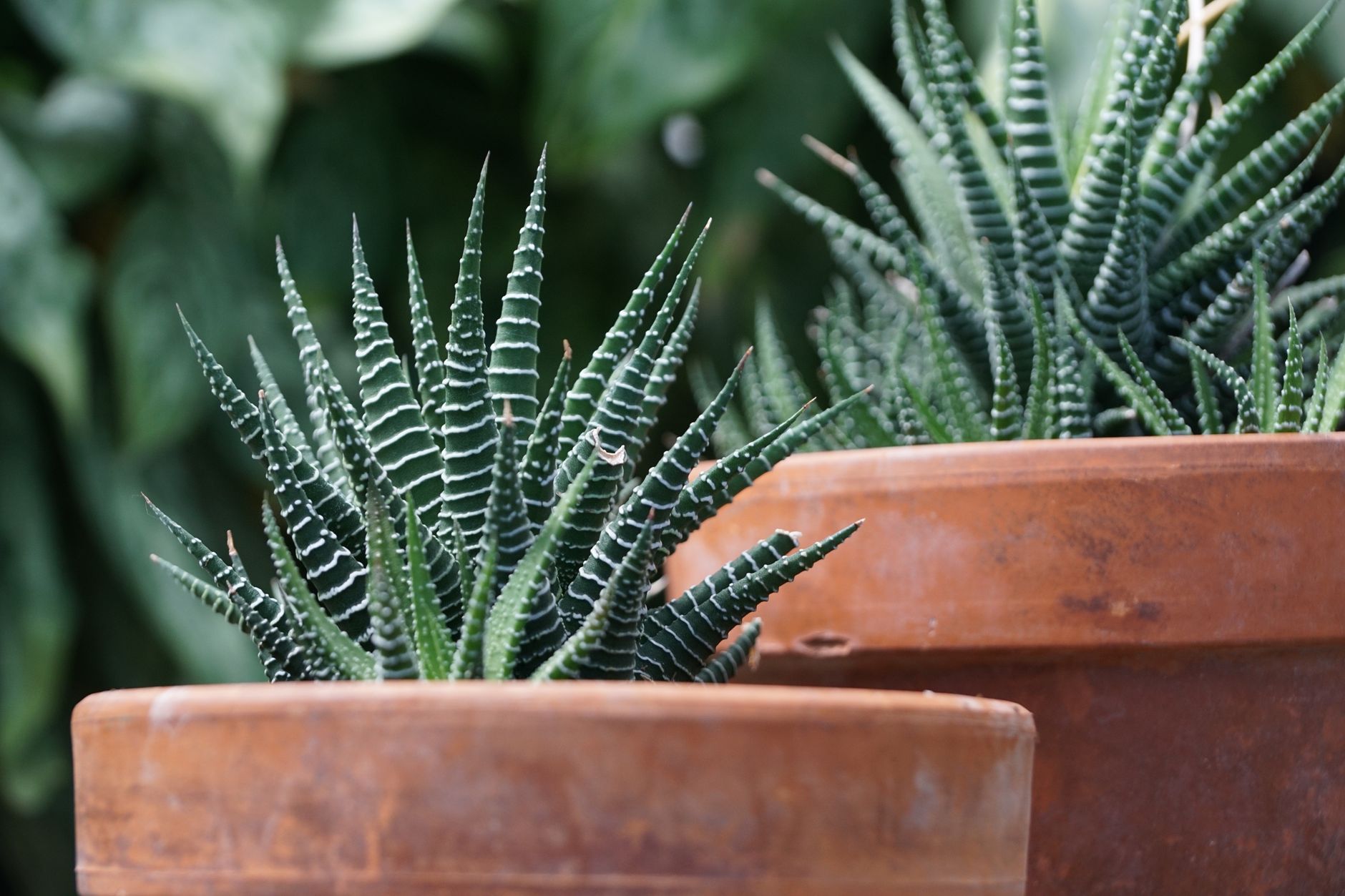 Haworthia suculenta rayada