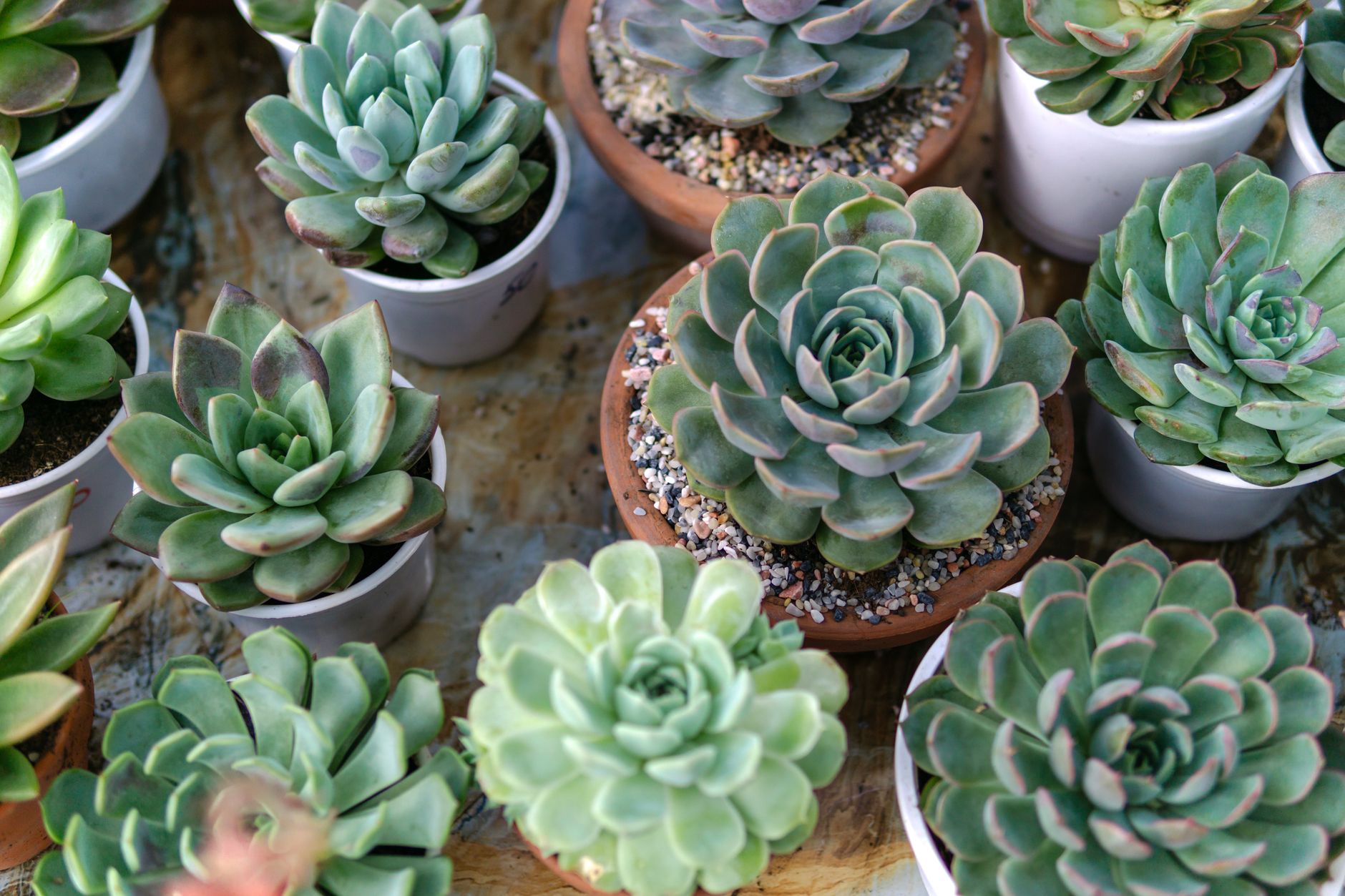 Haworthia en maceta pequeña con luz difusa de interior