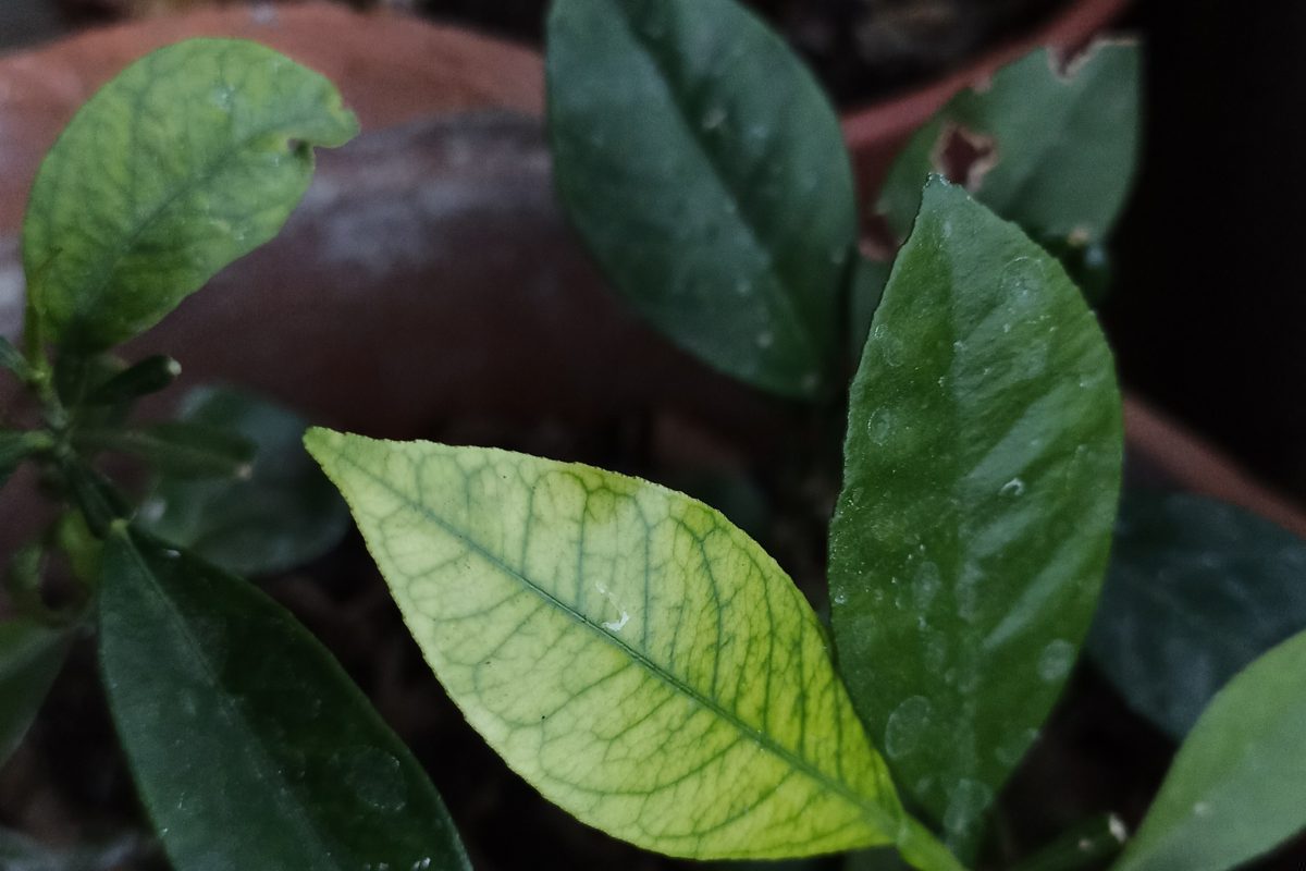 Hoja con clorosis: zonas amarillas entre los nervios verdes por carencia de hierro