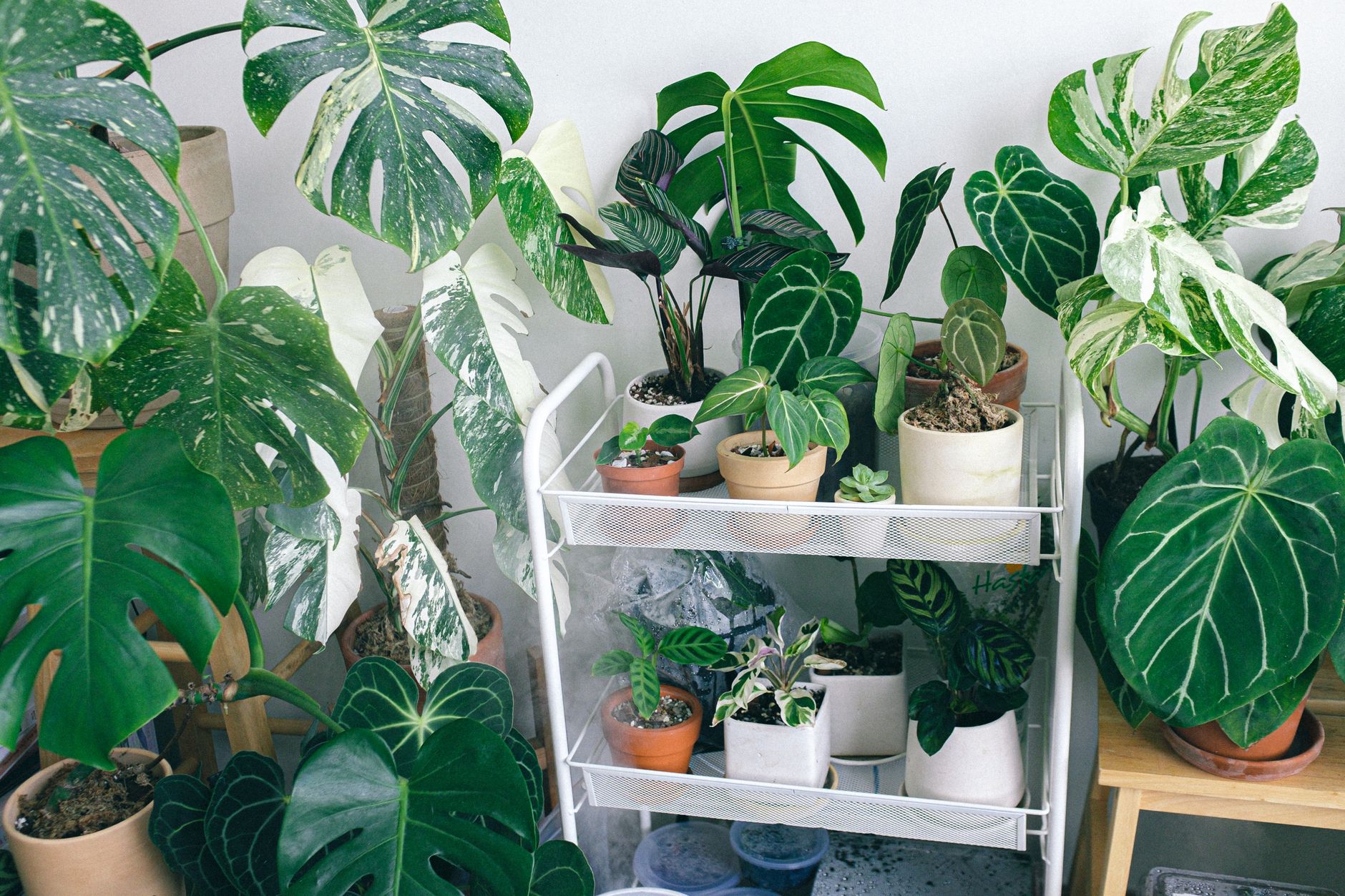 Colección de plantas de interior en macetas: guía completa MundoPlantas