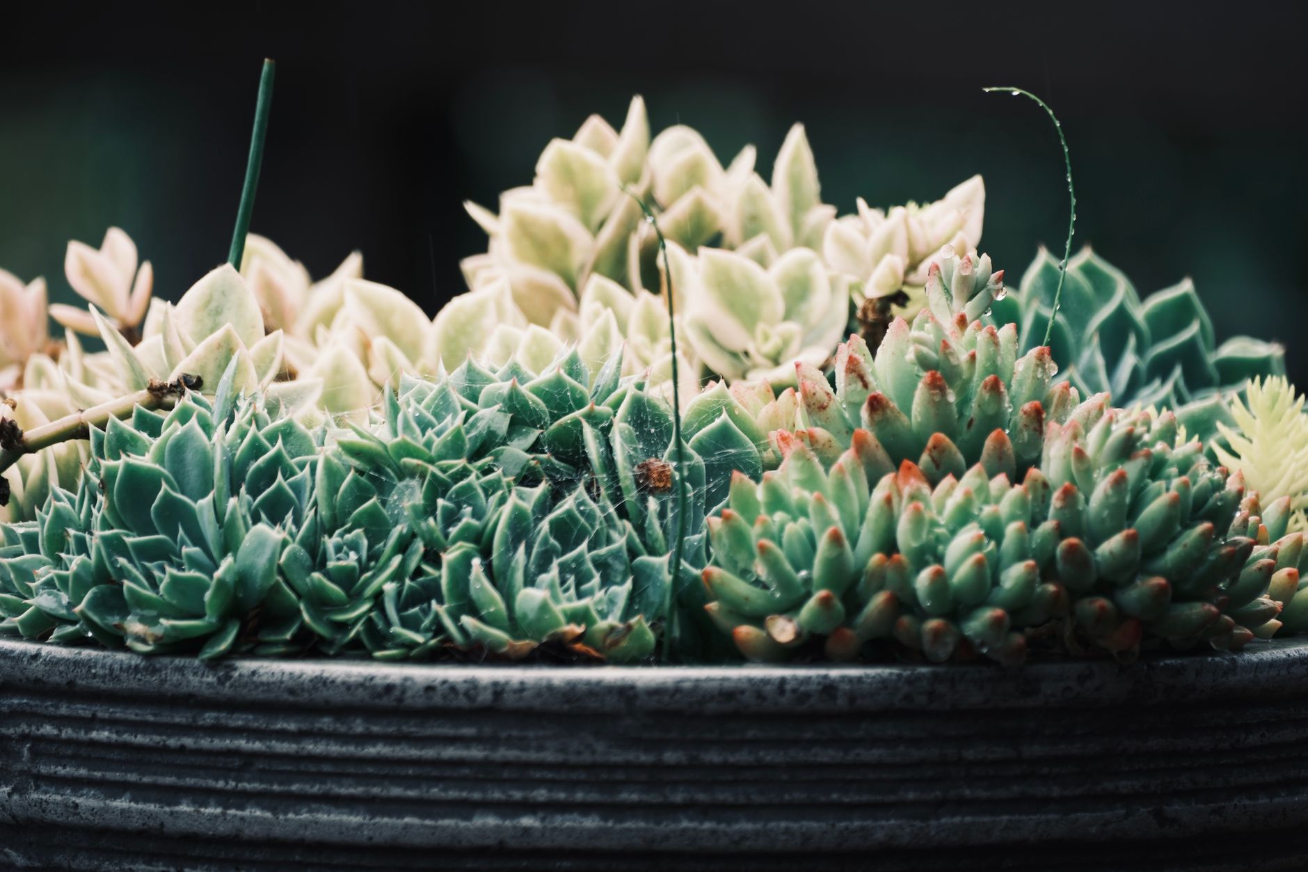 Suculentas y plantas crasas en macetas pequeñas coloridas — guía de cuidados