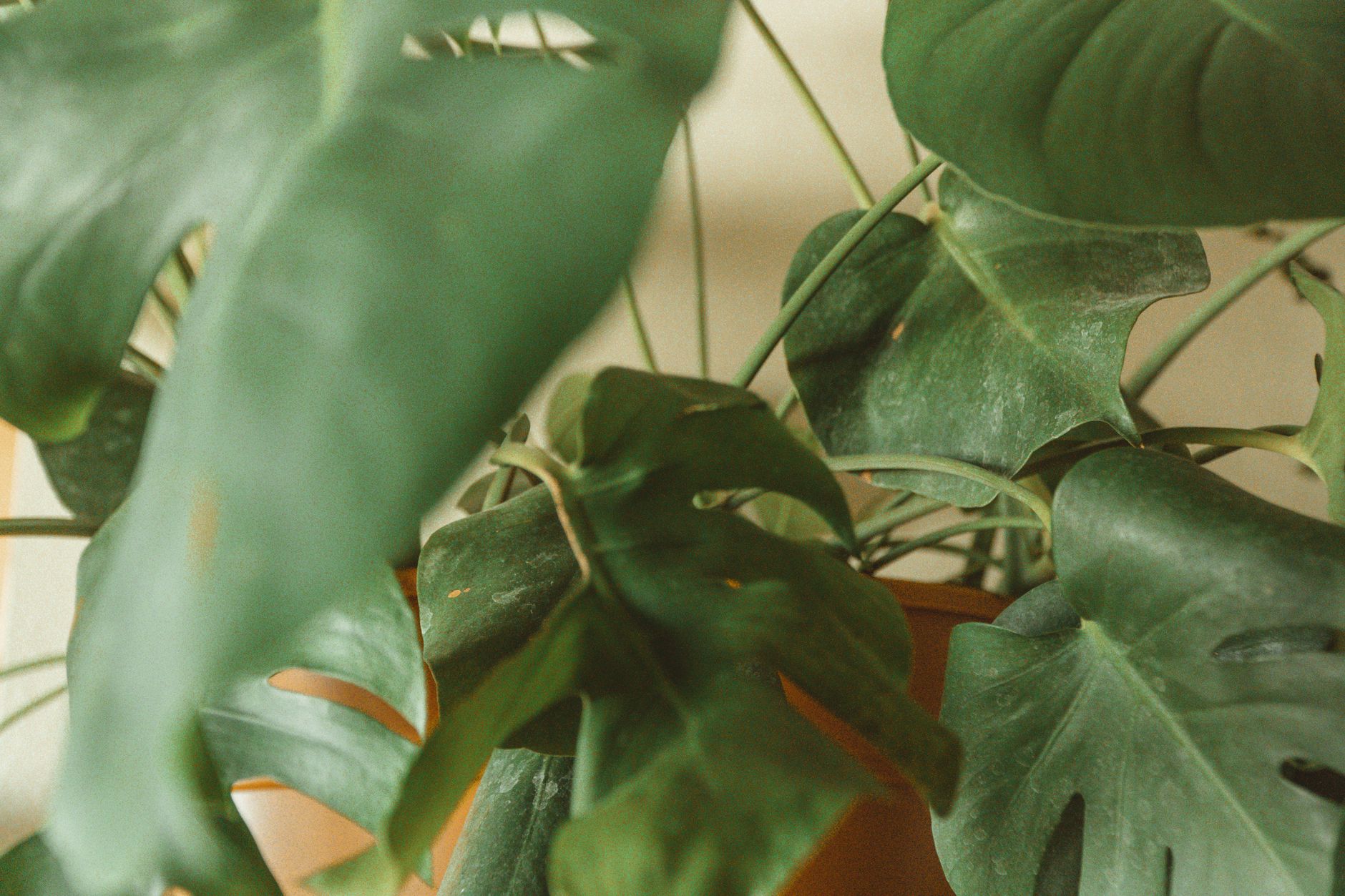 Planta tropical monstera con hojas verdes grandes en interior luminoso