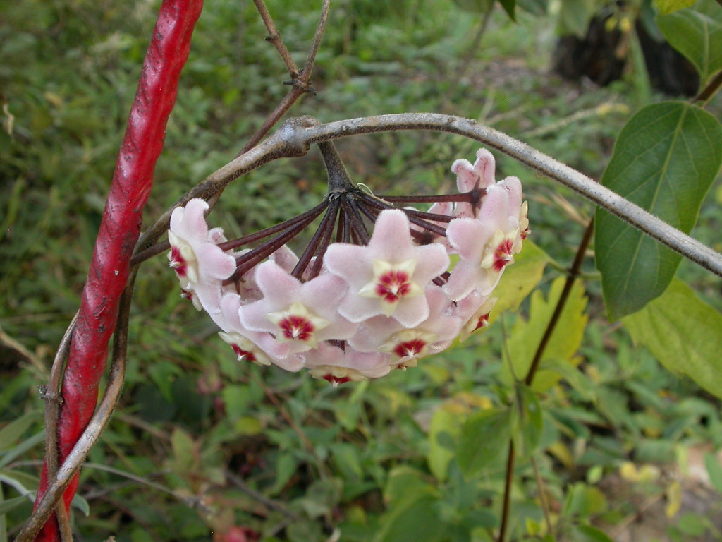 Hoya carnosa flor de cera cuidados