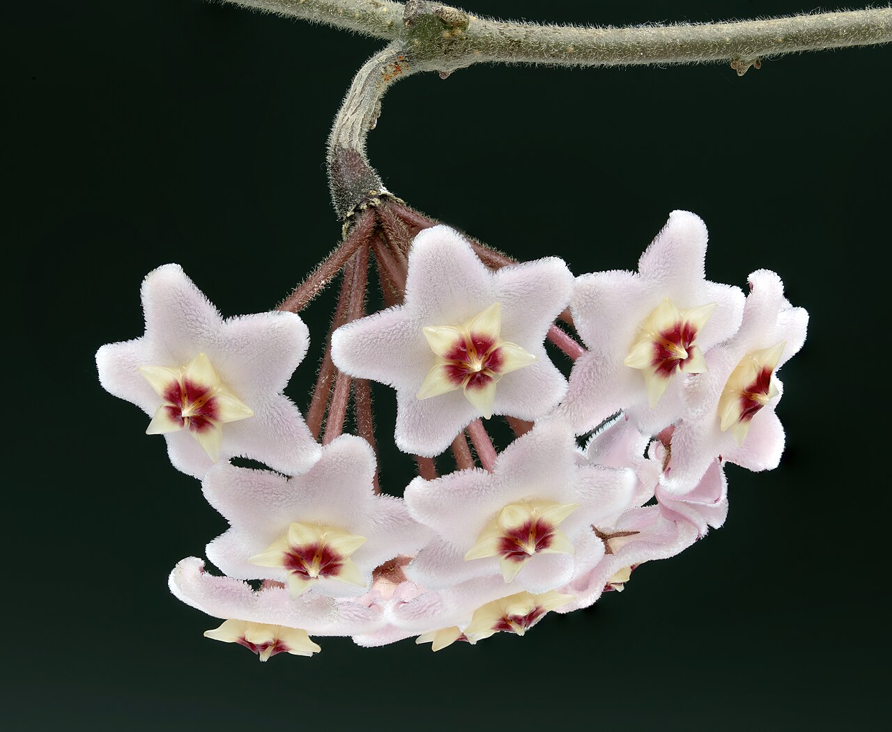 Hoya carnosa (flor de cera) con flores en umbela