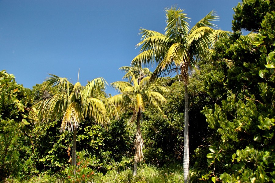 Kentia