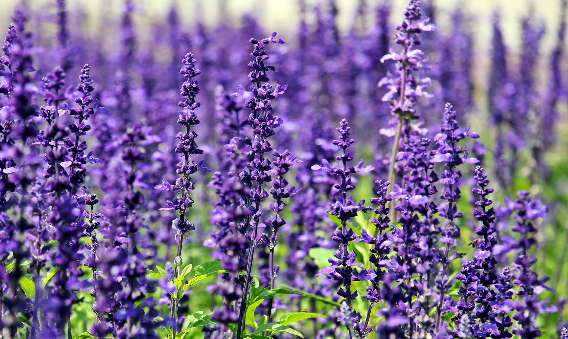 Lavanda planta aromática mediterránea