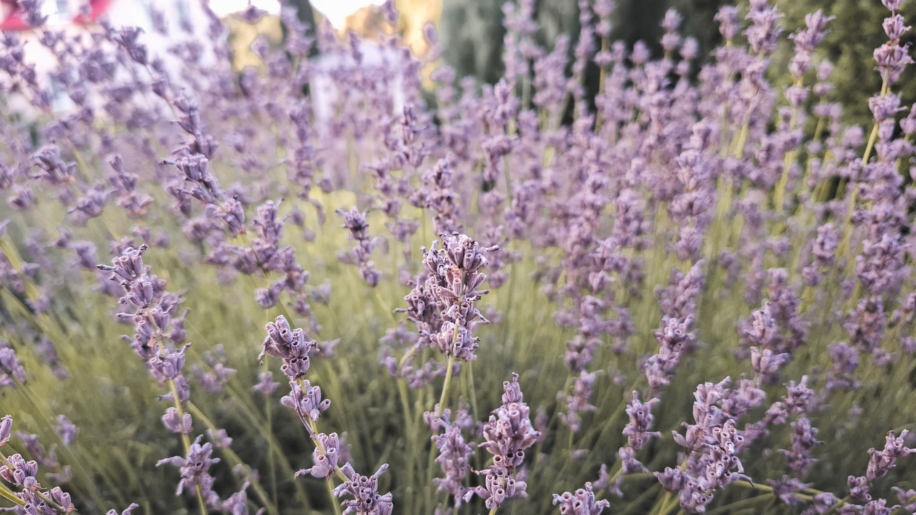 Detalle de espigas de lavanda con flores morado intenso
