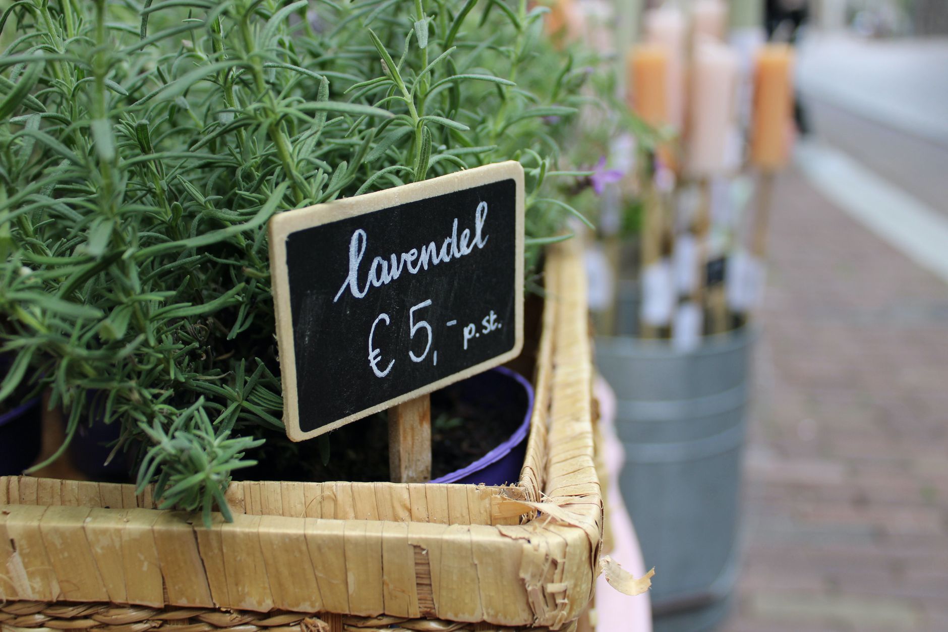 Maceta de lavanda en terraza con flores moradas