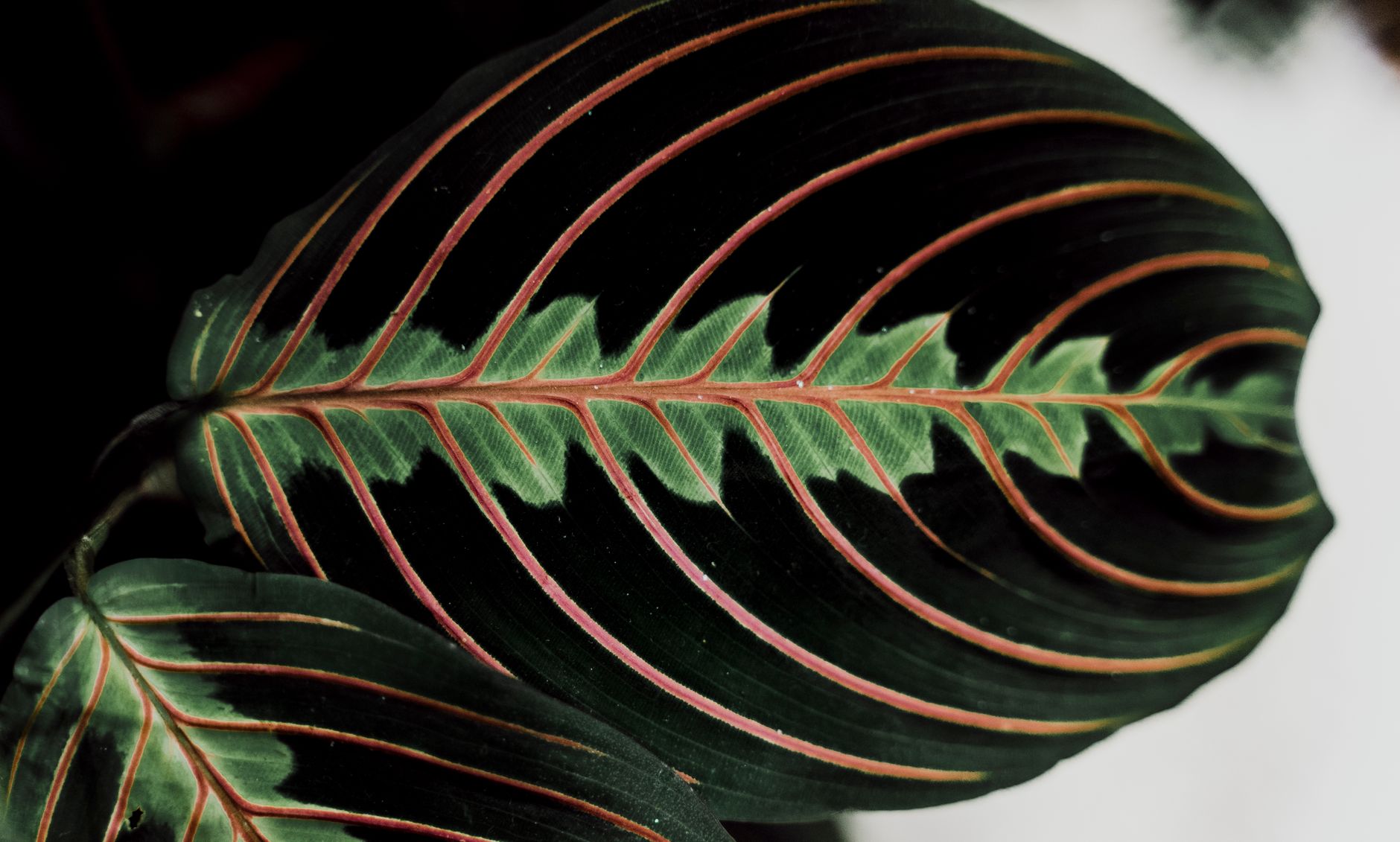 Maranta planta de la oración