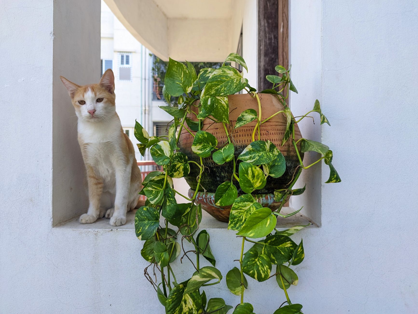 Gato intoxicación planta potos emergencia veterinario