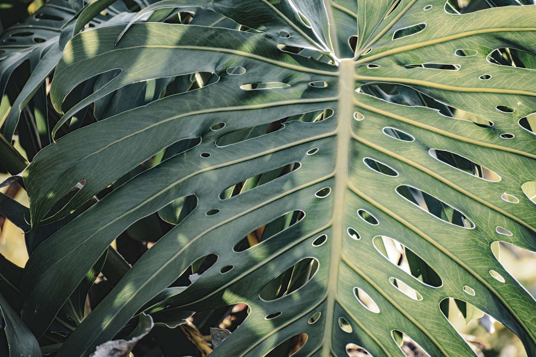 Hoja fenestrada de Monstera deliciosa con perforaciones características