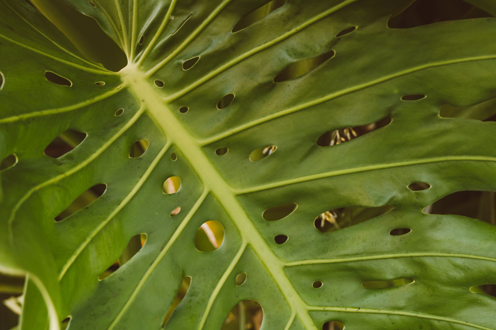 Detalle de raíz aérea y nudo de tallo de Monstera deliciosa usado para propagar por esquejes