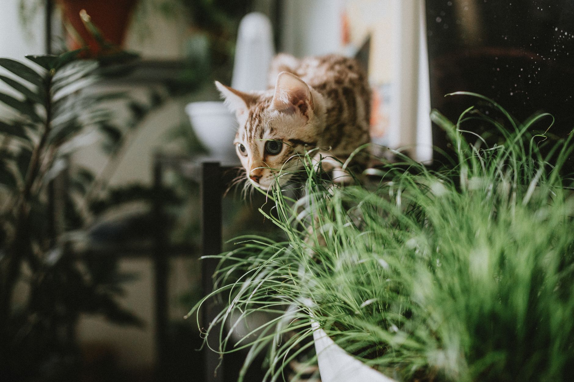 Plantas tóxicas para gatos las 12 más peligrosas
