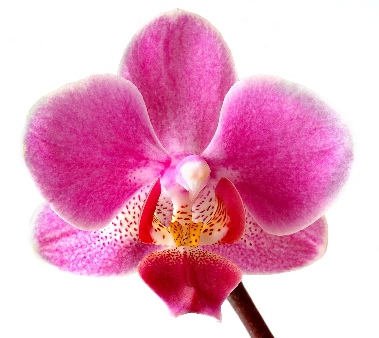 Orqu&iacute;dea Phalaenopsis (orqu&iacute;dea mariposa) con flores rosas y blancas, planta de interior