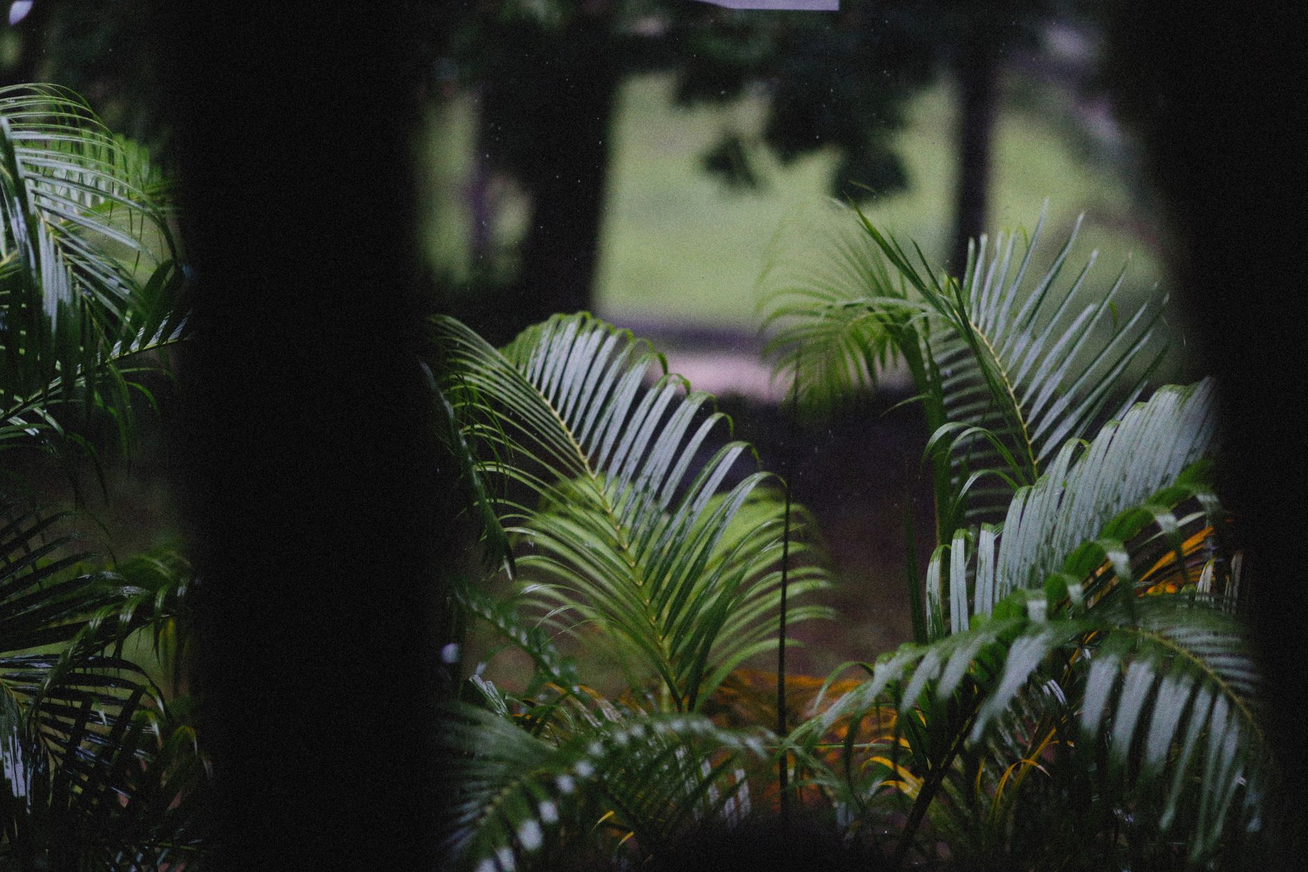 Hojas de Palmera Areca (Dypsis lutescens), foliolos verdes brillantes en detalle