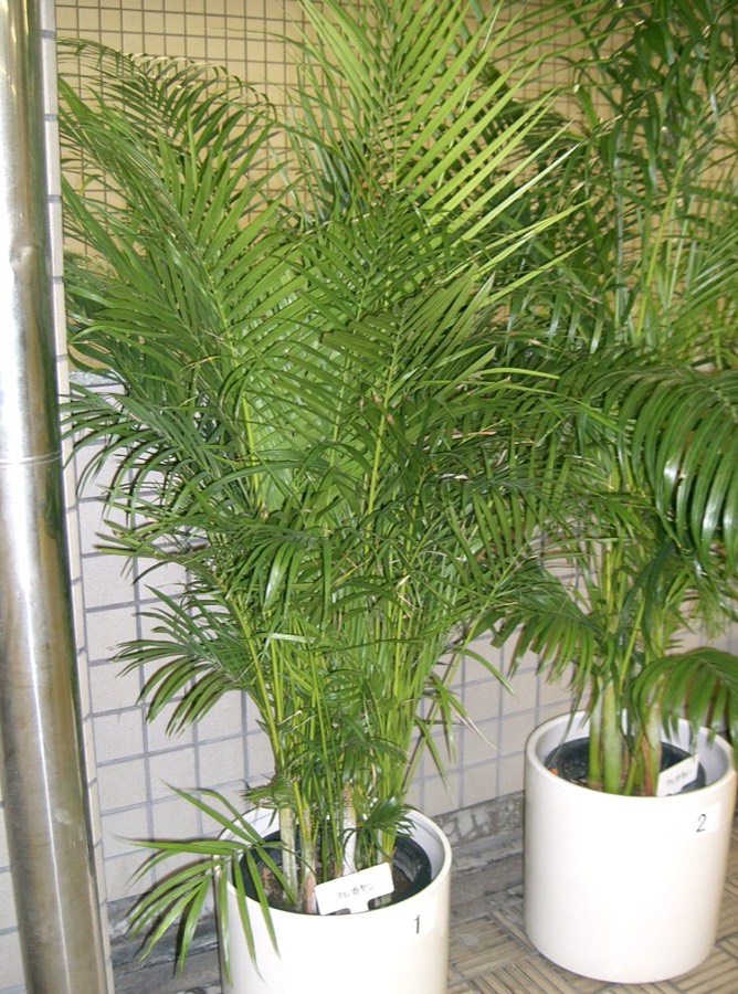 Palmera Areca